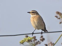 Whinchat photographed at Fort Hommet [HOM] on 4/9/2014. Photo: © Mike Cunningham