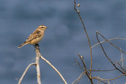 Whinchat photographed at Fort Hommet [HOM] on 6/9/2014. Photo: © Rod Ferbrache