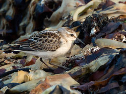 Little Stint photographed at Fort Hommet [HOM] on 9/9/2014. Photo: © Mike Cunningham