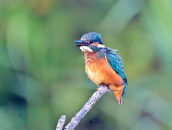 Kingfisher photographed at Rue des Bergers [BER] on 10/9/2014. Photo: © Mike Cunningham