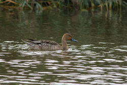 Pintail photographed at Rue des Bergers [BER] on 13/9/2014. Photo: © Rod Ferbrache