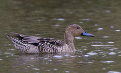 Pintail photographed at Rue des Bergers [BER] on 13/9/2014. Photo: © Anthony Loaring