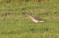 Ruff photographed at Colin Best NR [CNR] on 14/9/2014. Photo: © Anthony Loaring