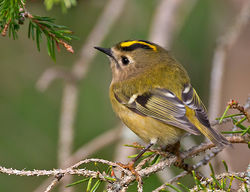 Goldcrest photographed at St Peter Port [SPP] on 15/9/2014. Photo: © Mike Cunningham