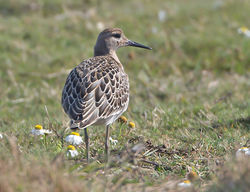 Ruff photographed at Claire Mare [CLA] on 16/9/2014. Photo: © Mike Cunningham