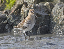 Dunlin photographed at L'Eree [LER] on 17/9/2014. Photo: © Mike Cunningham