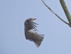 Spotted Flycatcher photographed at Fort Hommet [HOM] on 19/9/2014. Photo: © Royston CarrÃ©