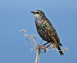 Starling photographed at Fort Hommet [HOM] on 19/9/2014. Photo: © Mike Cunningham