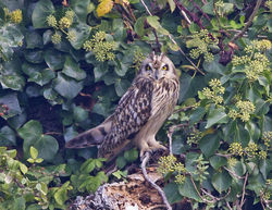 Short-eared Owl photographed at Paradis Quarry on 23/9/2014. Photo: © Anthony Loaring