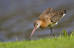 Black-tailed Godwit photographed at Grande Mare on 24/9/2014. Photo: © Anthony Loaring
