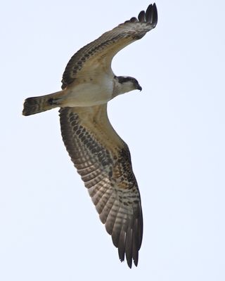 Osprey photographed at Vale Pond [VAL] on 24/9/2014. Photo: © Cindy  Carre