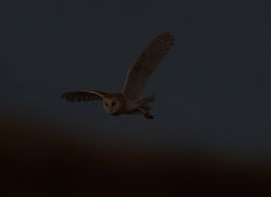 Barn Owl photographed at Chouet Refuse Tip [CH2] on 25/9/2014. Photo: © Mike Cunningham