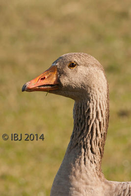 Greylag Goose photographed at Colin Best NR [CNR] on 10/10/2014. Photo: © J Friend