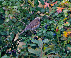 Redwing photographed at Rue des Bergers [BER] on 16/10/2014. Photo: © Mike Cunningham