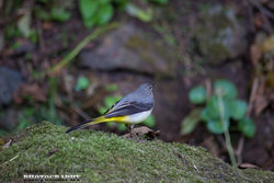 Grey Wagtail photographed at Petit Bot [BOT] on 23/10/2014. Photo: © Danielle Friend
