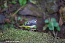 Grey Wagtail photographed at Petit Bot [BOT] on 23/10/2014. Photo: © DaniellÃ© Friend