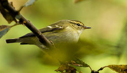 Yellow-browed Warbler photographed at Silbe [SIL] on 26/10/2014. Photo: © Anthony Loaring