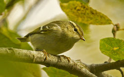 Yellow-browed Warbler photographed at Silbe [SIL] on 26/10/2014. Photo: © Anthony Loaring