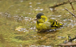 Siskin photographed at Silbe [SIL] on 26/10/2014. Photo: © Anthony Loaring