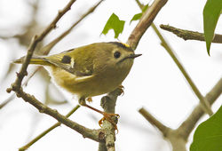 Goldcrest photographed at Silbe [SIL] on 26/10/2014. Photo: © Anthony Loaring