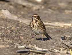 Reed Bunting photographed at Pleinmont [PLE] on 27/10/2014. Photo: © Mike Cunningham