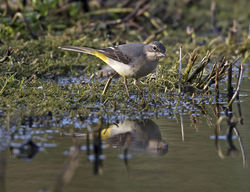 Grey Wagtail photographed at Rue des Bergers [BER] on 31/10/2014. Photo: © Mike Cunningham