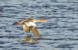 Goosander photographed at Vale Pond [VAL] on 31/10/2014. Photo: © Anthony Loaring