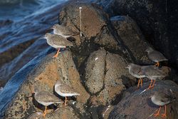 Redshank photographed at Perelle [PER] on 1/11/2014. Photo: © J Friend
