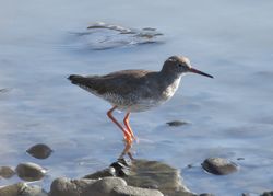 Redshank photographed at Pulias [PUL] on 1/11/2014. Photo: © Cindy  Carre