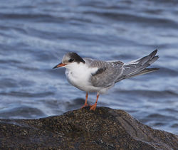 Common Tern photographed at Fort Le Crocq [FLC] on 3/11/2014. Photo: © Mike Cunningham