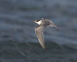 Common Tern photographed at Perelle [PER] on 3/11/2014. Photo: © Mike Cunningham