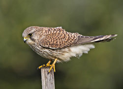 Kestrel photographed at Fort Le Crocq [FLC] on 3/11/2014. Photo: © Mike Cunningham