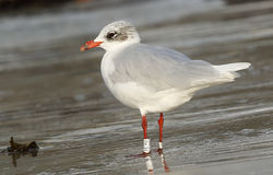 Mediterranean Gull photographed at Cobo [COB] on 5/11/2014. Photo: © Anthony Loaring