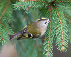 Goldcrest photographed at St Peter Port [SPP] on 15/11/2014. Photo: © Mike Cunningham