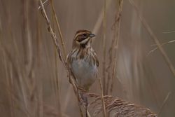 Reed Bunting photographed at Claire Mare [CLA] on 22/11/2014. Photo: © Dan Scott