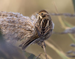 Reed Bunting photographed at Claire Mare [CLA] on 24/11/2014. Photo: © Mike Cunningham