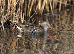 Water Rail photographed at Claire Mare [CLA] on 6/12/2014. Photo: © Mike Cunningham