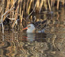 Water Rail photographed at Claire Mare [CLA] on 6/12/2014. Photo: © Mike Cunningham