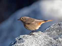 Black Redstart photographed at Pulias [PUL] on 8/1/2015. Photo: © Mike Cunningham