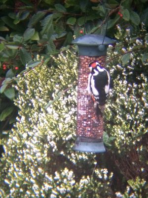 Great Spotted Woodpecker photographed at Les Truchots, St. Andrews on 15/1/2015. Photo: © Shane Giles