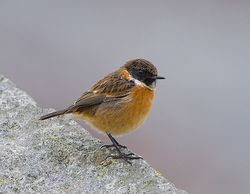 Stonechat photographed at Pulias [PUL] on 20/1/2015. Photo: © Royston CarrÃ©