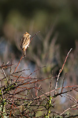 Reed Bunting photographed at Corbiere [COR] on 26/1/2015. Photo: © Rod Ferbrache