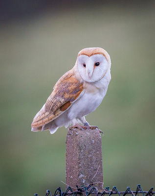 Barn Owl photographed at Chouet Refuse Tip on 4/2/2015. Photo: © Derek Bridel