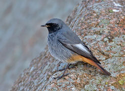 Black Redstart photographed at Pulias [PUL] on 9/2/2015. Photo: © Mike Cunningham