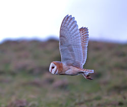 Barn Owl photographed at Chouet [CHO] on 3/3/2015. Photo: © Mike Cunningham