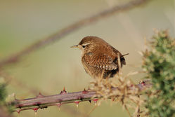 Wren photographed at Chouet Refuse Tip [CH2] on 4/3/2015. Photo: © Jason Friend