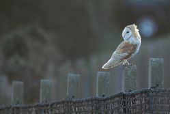 Barn Owl photographed at Chouet Refuse Tip [CH2] on 4/3/2015. Photo: © Jason Friend