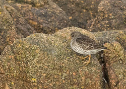 Purple Sandpiper photographed at Grandes Rocques [GRO] on 8/3/2015. Photo: © Anthony Loaring