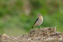 Wheatear photographed at Rue des Hougues, STA [H04] on 8/3/2015. Photo: © Jason Friend