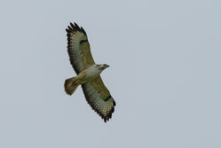 Buzzard photographed at Fauxquets Valley [FAU] on 8/3/2015. Photo: © Jason Friend
